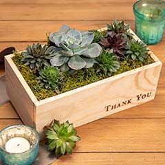 "Thank You" Succulent Image 2