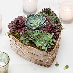 Birch Wrapped Heart Succulent Image 2