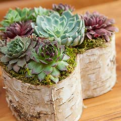 Birch Wrapped Heart Succulent Image 3