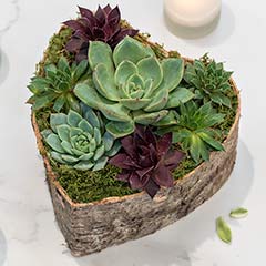 Birch Wrapped Heart Succulent Image 5