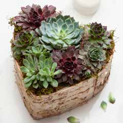 Birch Wrapped Heart Succulent Image 1