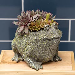 Succulent Frog Image 3