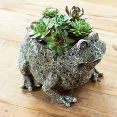 Succulent Frog Image 1
