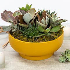 Goldenrod Pedestal Succulent Image 3