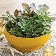 Goldenrod Pedestal Succulent Image 1