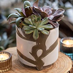 Abstract Ceramic Succulent Image 2