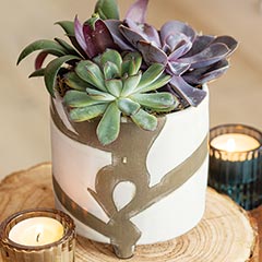 Abstract Ceramic Succulent Image 1