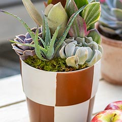 Checkerboard Succulent Image 2