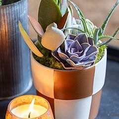 Checkerboard Succulent Image 3