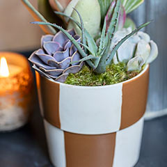 Checkerboard Succulent Image 4