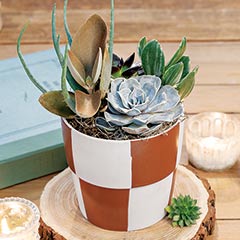 Checkerboard Succulent Image 1