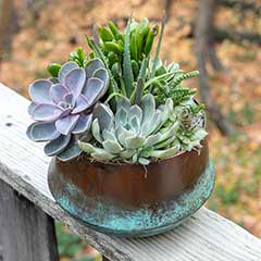 San Feliz Succulent Image 2