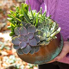 San Feliz Succulent Image 3