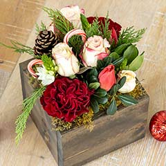 Candy Cane Fleur Image 1