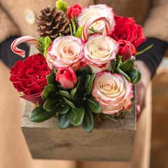 Candy Cane Fleur Image 5