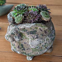 Succulent Bunny Image 2