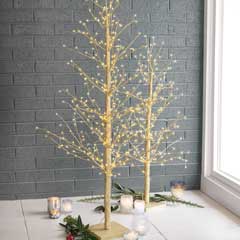 Golden Lit Trees Image 1