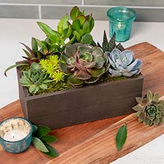 Signature Succulent Planter Image 1