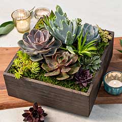 Signature Succulent Planter Image 2